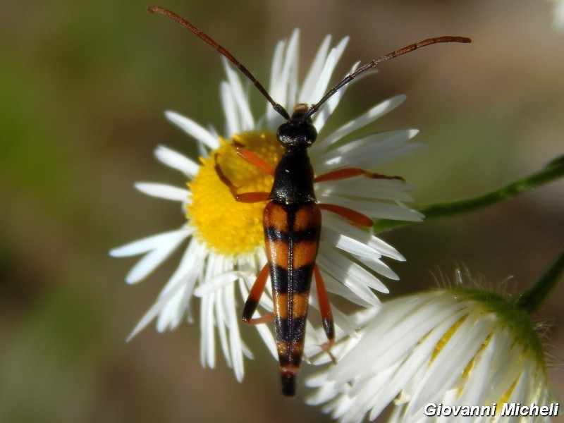 Serie di Cerambycidae del Parco del Ticino